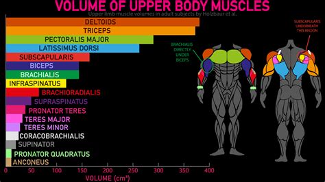 big muscle|The 5 Largest Muscles in the Body (with Best Exercises For Each)